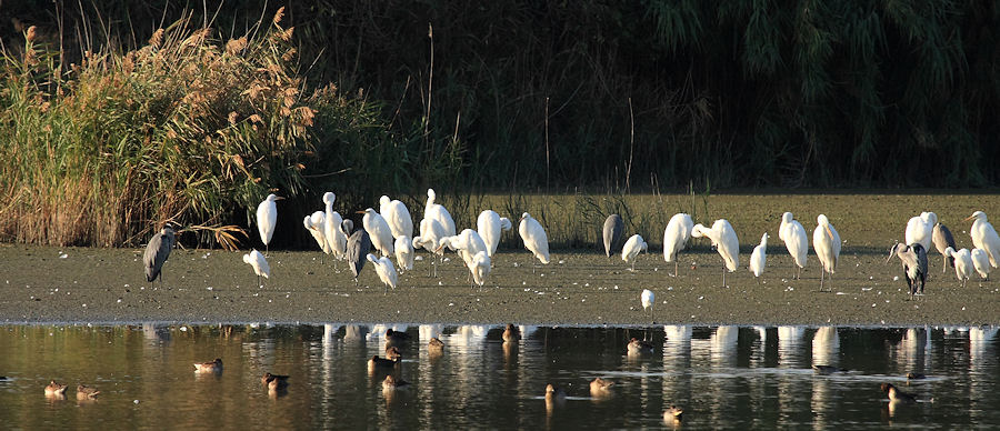 L''oasi WWF Stagni di Focognano (C.pi Bisenzio)